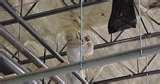 Images of Bayer Spray Foam Insulation
