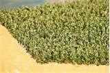 Buy Foam Insulation Pictures
