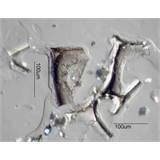 Images of Foam It Insulation